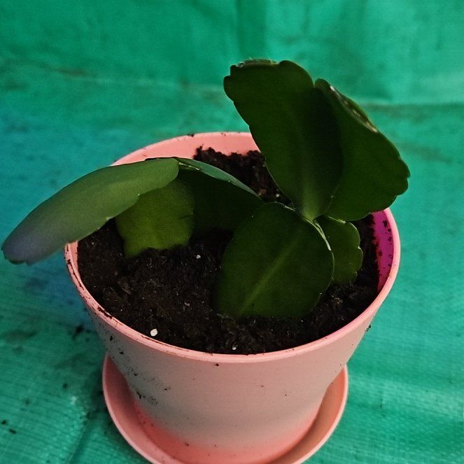 Photo of the plant species Hatiora gaertneri by @LegitCuplichen named Sproutacus on Greg, the plant care app