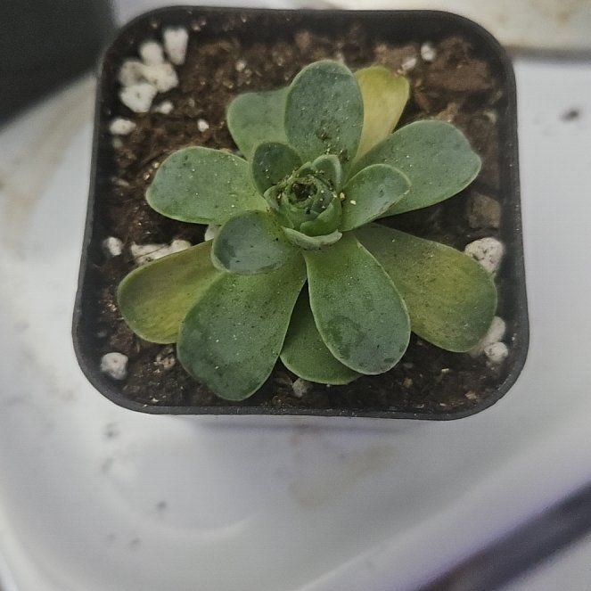 Photo of the plant species Mountain Rose by @LegitCuplichen named Hamilton on Greg, the plant care app
