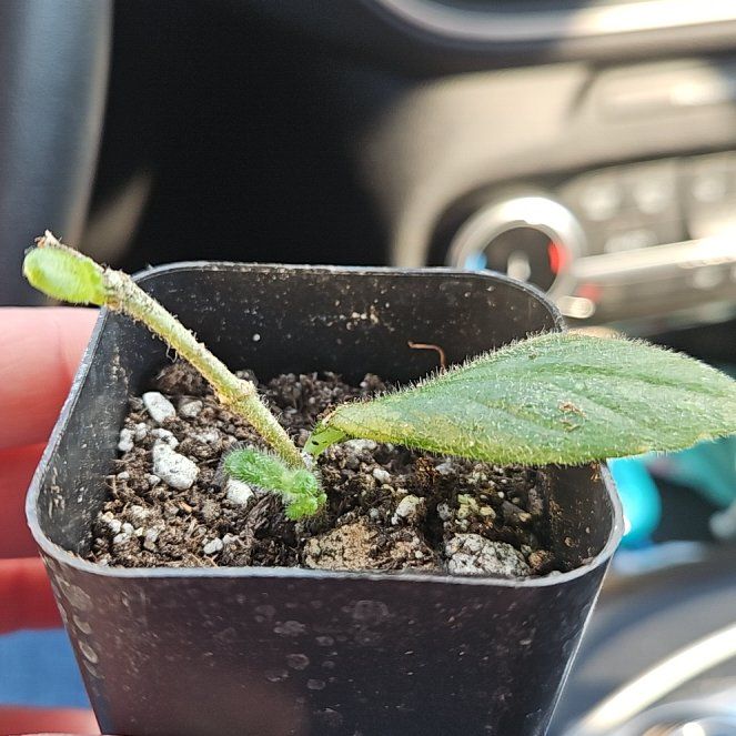 Photo of the plant species Dancing Dolphin by @LegitCuplichen named Winston on Greg, the plant care app