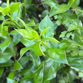 Photo of the plant species Chinese Holly by @GoodPandan86 named Rosa on Greg, the plant care app