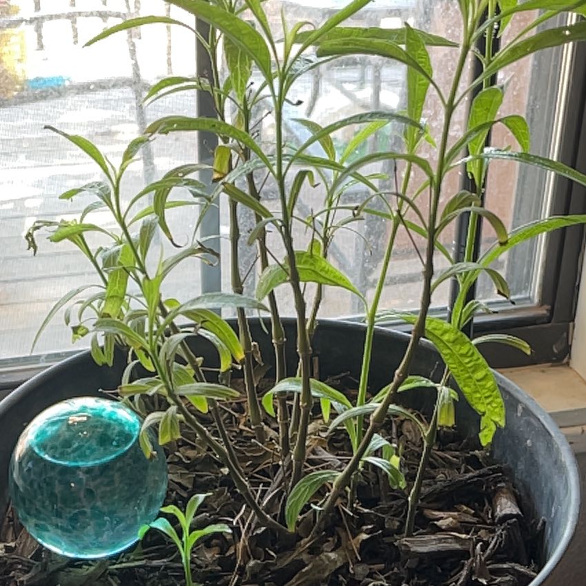 Photo of the plant species mexican petunia by @VersatileJade53 named Osmo on Greg, the plant care app