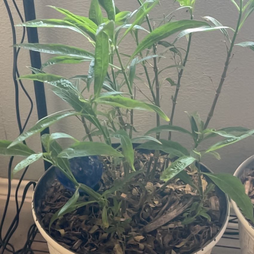 Photo of the plant species mexican petunia by @VersatileJade53 named Zion on Greg, the plant care app
