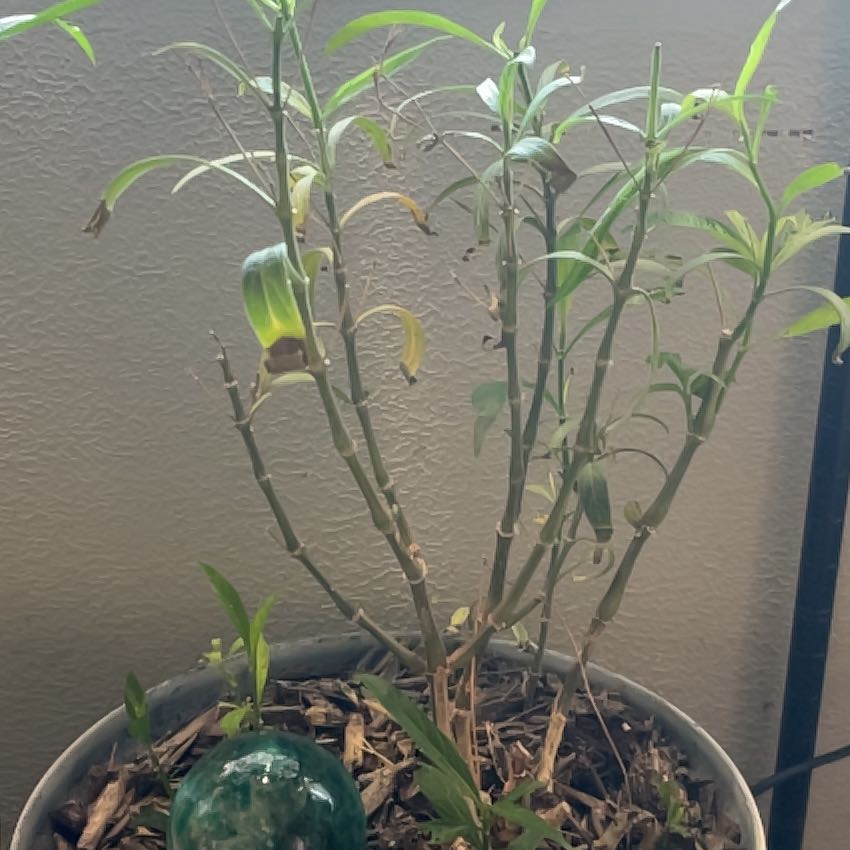 Photo of the plant species mexican petunia by @VersatileJade53 named Darwin on Greg, the plant care app