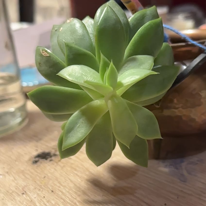 Photo of the plant species Romeo by @SwiftSunbright named Einstein on Greg, the plant care app