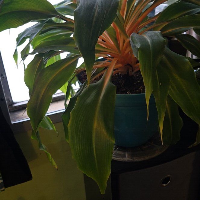 Photo of the plant species Chlorophytum 'Fire Flash' by @EagerChinaberry named Keanu Leaves on Greg, the plant care app