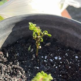 Photo of the plant species Portulacaria afra var. minima 'Lilliput' by @IconDracaena96 named Coco on Greg, the plant care app