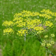Photo of the plant species Wild Parsnip by @HumaneGerbera13 named Achilles on Greg, the plant care app
