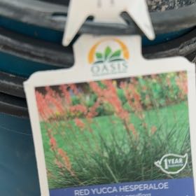 Photo of the plant species Red Yucca by @LargePrasium29 named Nemo on Greg, the plant care app