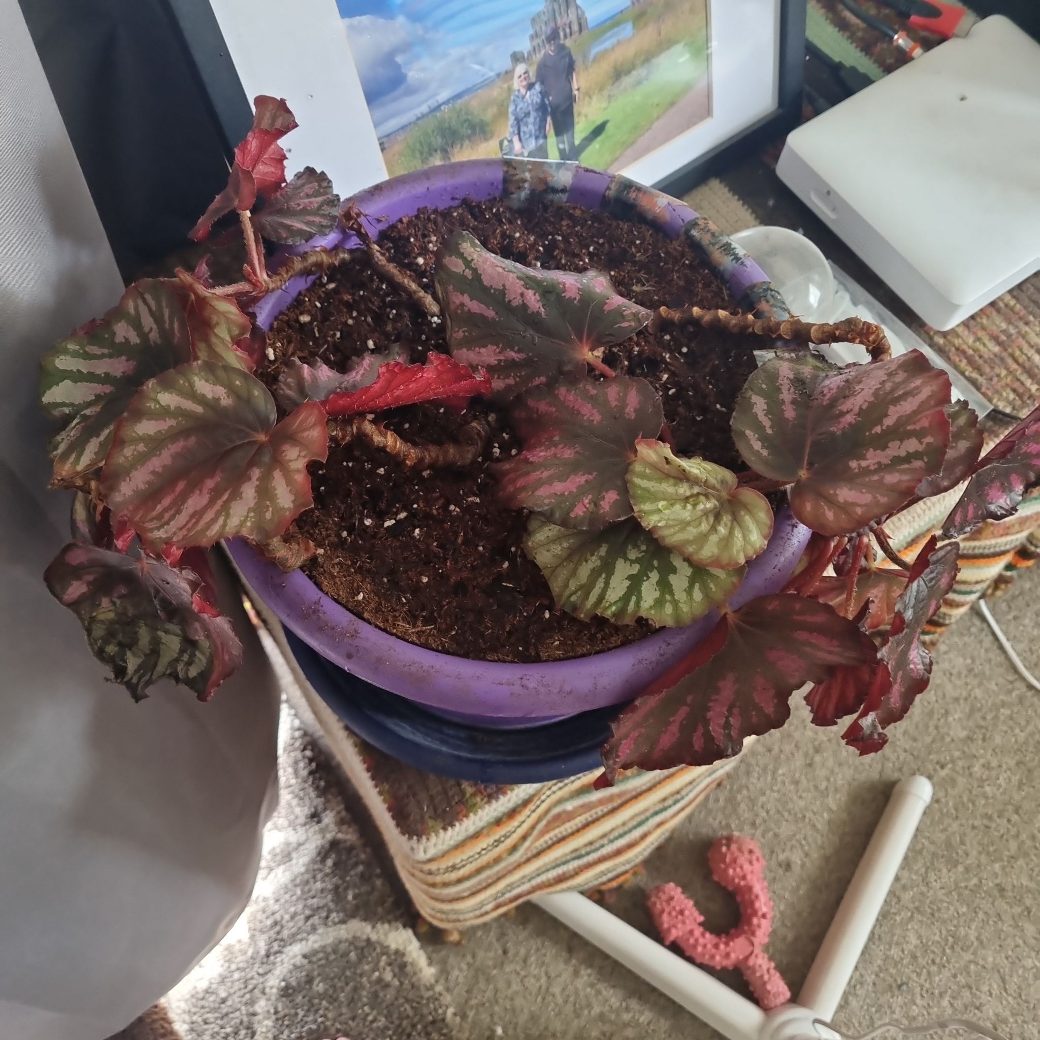 Rex of the Purple Pot