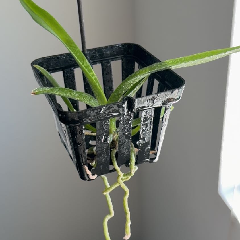 Photo of the plant species Vanda orchid by @RichlyHoya9 named Prince on Greg, the plant care app
