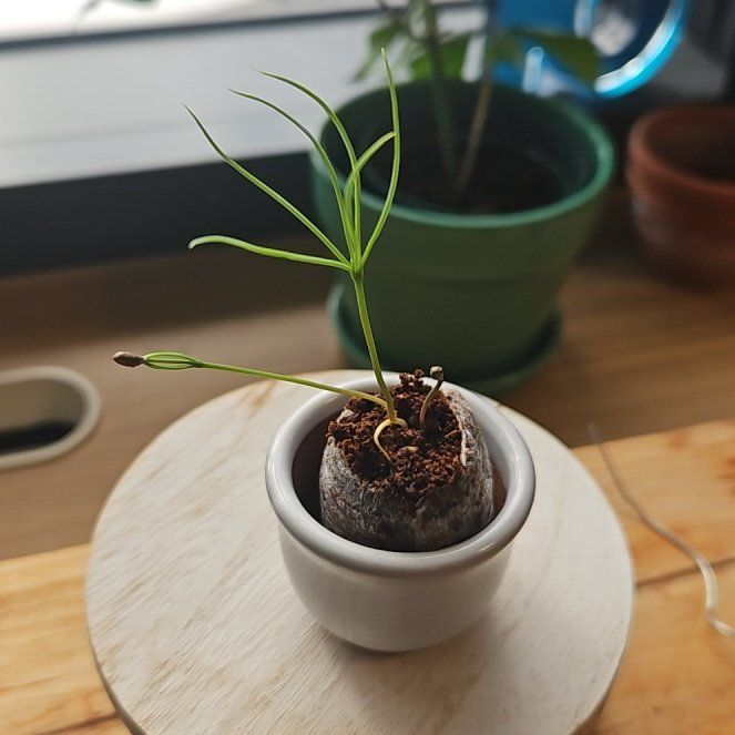Photo of the plant species Japanese Red Pine by @ToughLilac named Peter Parker on Greg, the plant care app