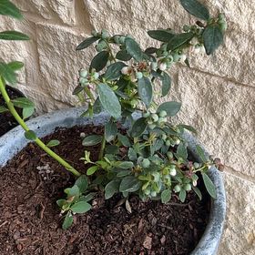 Photo of the plant species Sunshine Blueberry by @SturdyCapnoides named Kylie on Greg, the plant care app
