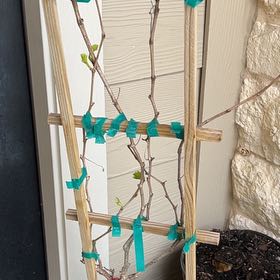 Photo of the plant species Vitis Victoria Red Grape by @SturdyCapnoides named Taylor Swift on Greg, the plant care app