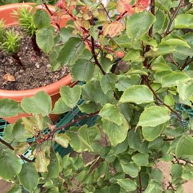 Photo of the plant species Apricot by @AuthenticKowhai named Cleopatra on Greg, the plant care app