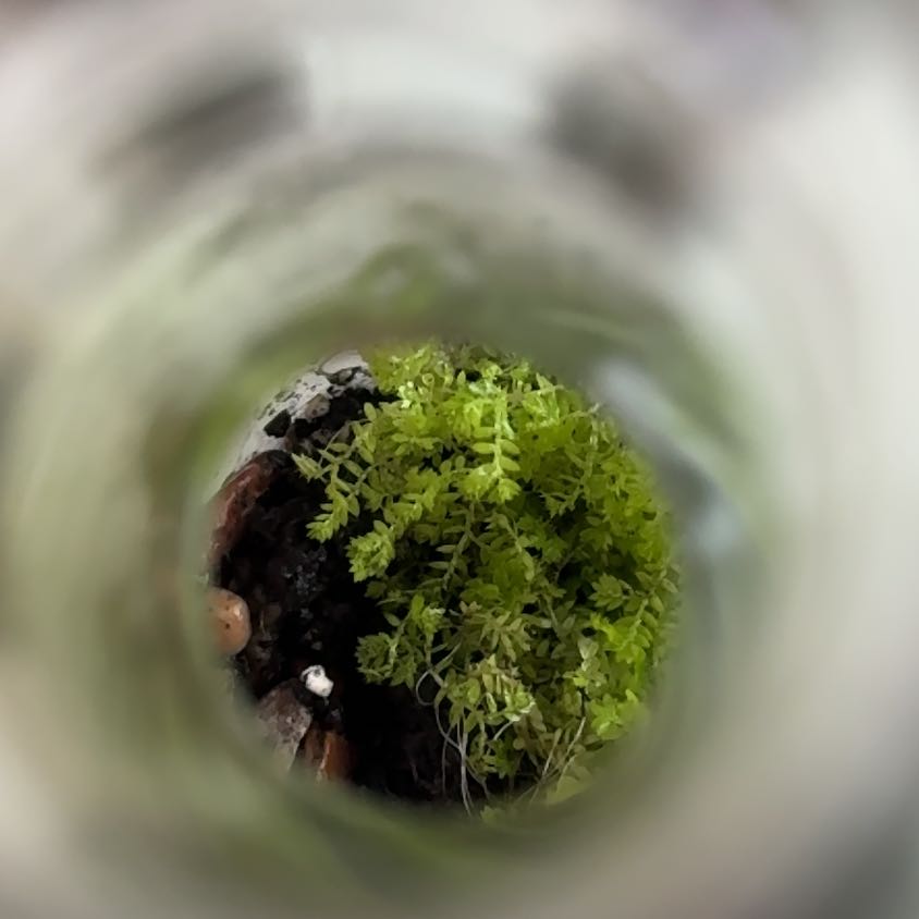 Photo of the plant species Delicate Thuidium Moss by @PeriwinkleFool named Bottle Terrarium on Greg, the plant care app