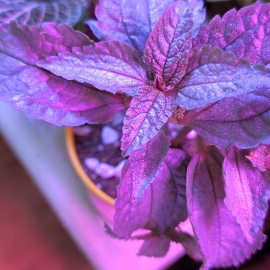 Photo of the plant species Silver Cloud Pilea by @HolyTuftedvetch named ChloroPhil on Greg, the plant care app