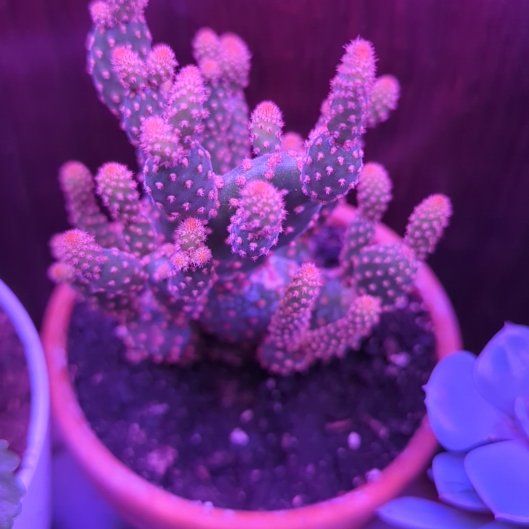 Photo of the plant species Miniature Cinnamon Cactus by @HolyTuftedvetch named Tupot amaroot on Greg, the plant care app