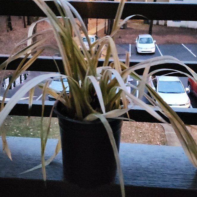Photo of the plant species Walking Iris by @ZanyAlula56 named Doloris on Greg, the plant care app