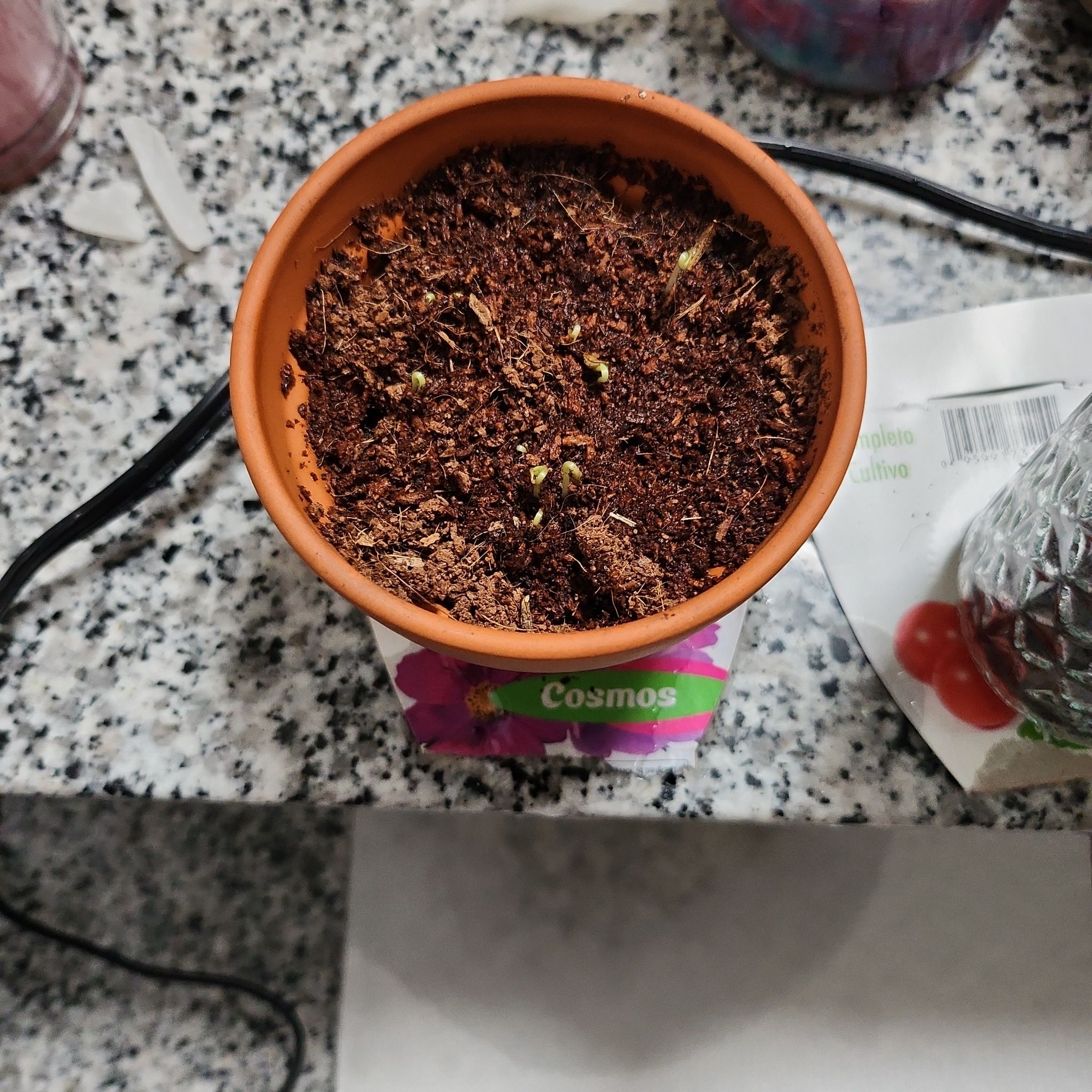 Photo of the plant species Cosmos 'Hot Pink' by @ZanyAlula56 named Cecilia on Greg, the plant care app