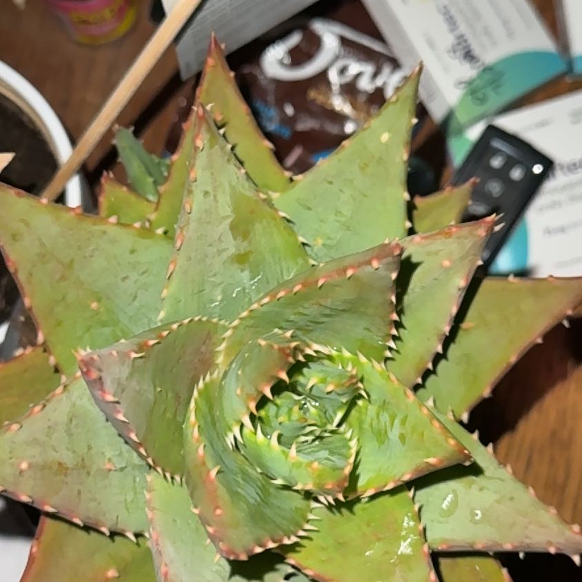 Photo of the plant species Aloe 'Velociraptor' by @ExpansiveMahoe named Kwan on Greg, the plant care app