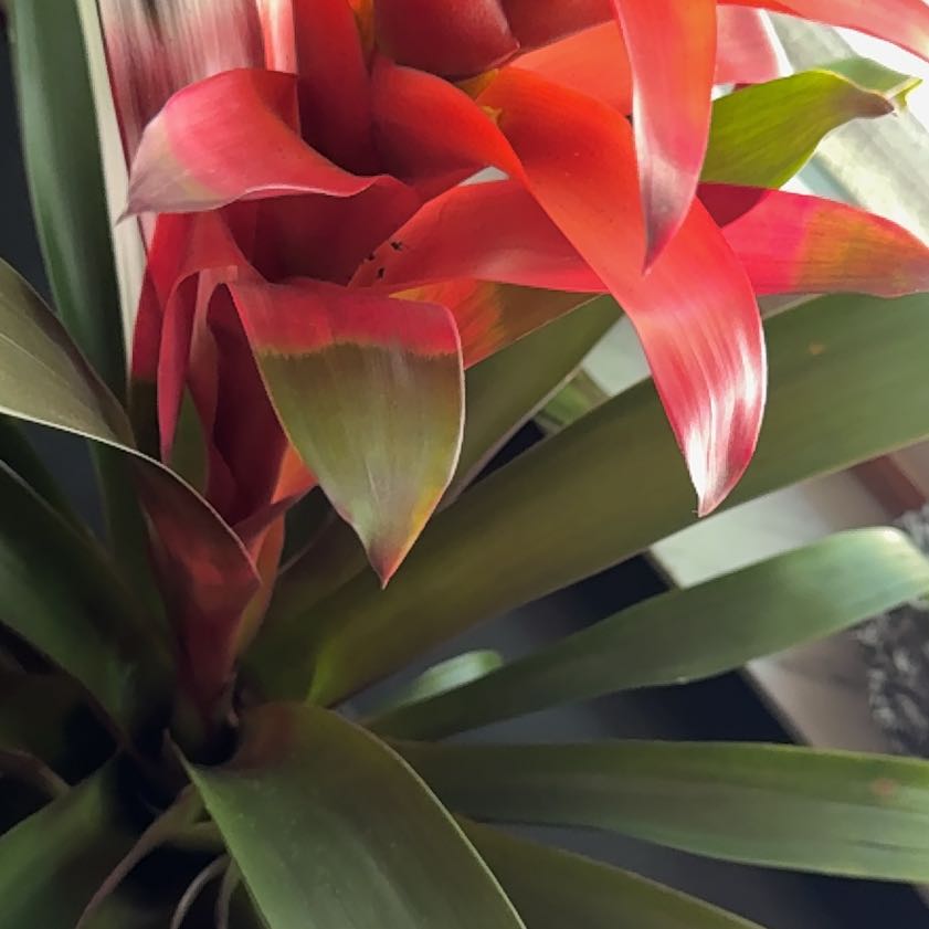 Photo of the plant species Red Bromeliad by @ExpansiveMahoe named Fernie Saunders on Greg, the plant care app
