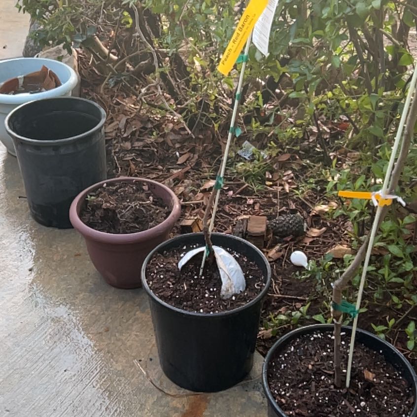 Photo of the plant species Peach 'Red Baron' by @PrimalBearsear named Marley on Greg, the plant care app