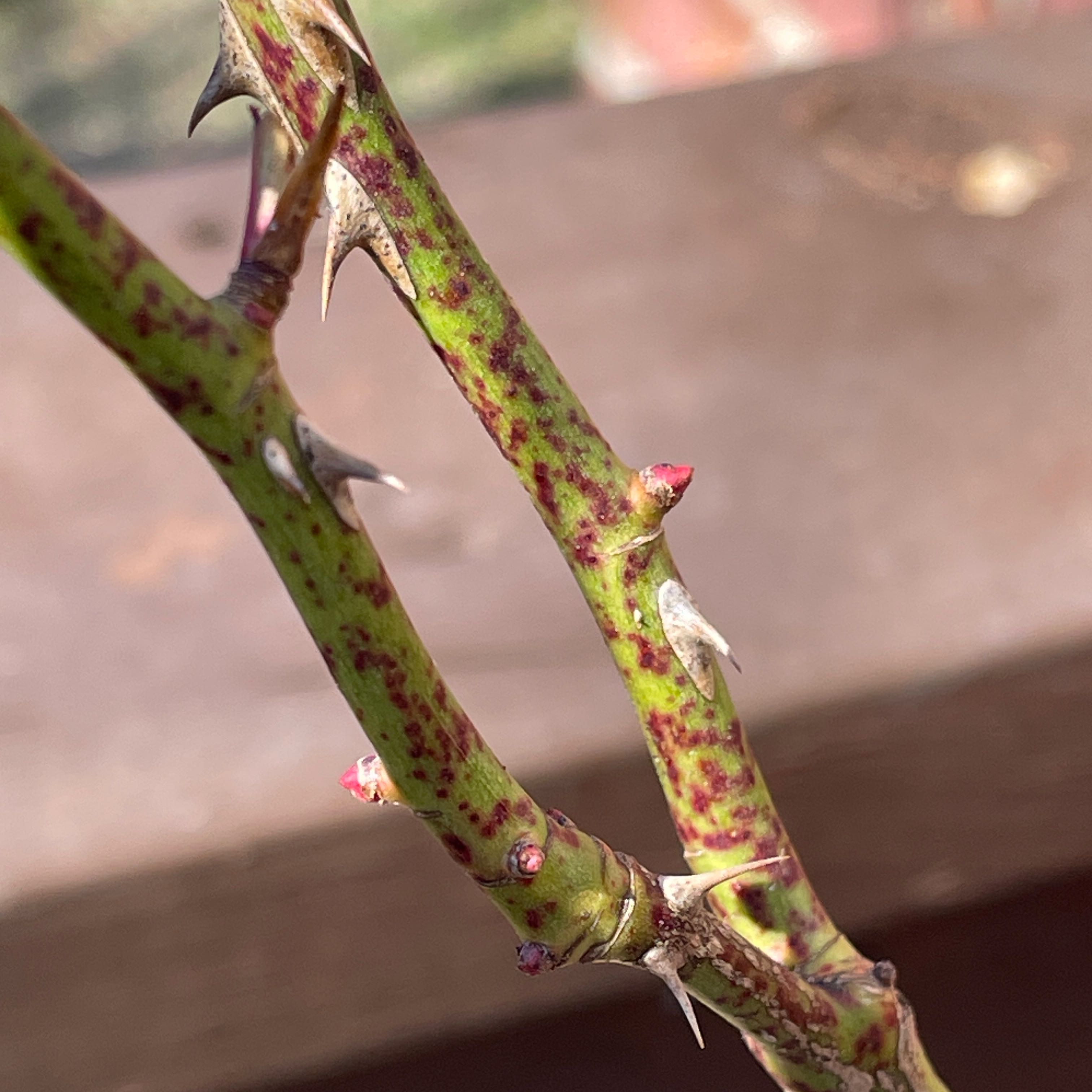 Photo of the plant species Julia Child Rose by @WholeWaterwheel named Surya on Greg, the plant care app