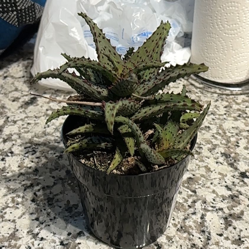 Photo of the plant species Aloe castilloniae by @HolySedum6 named Athena on Greg, the plant care app