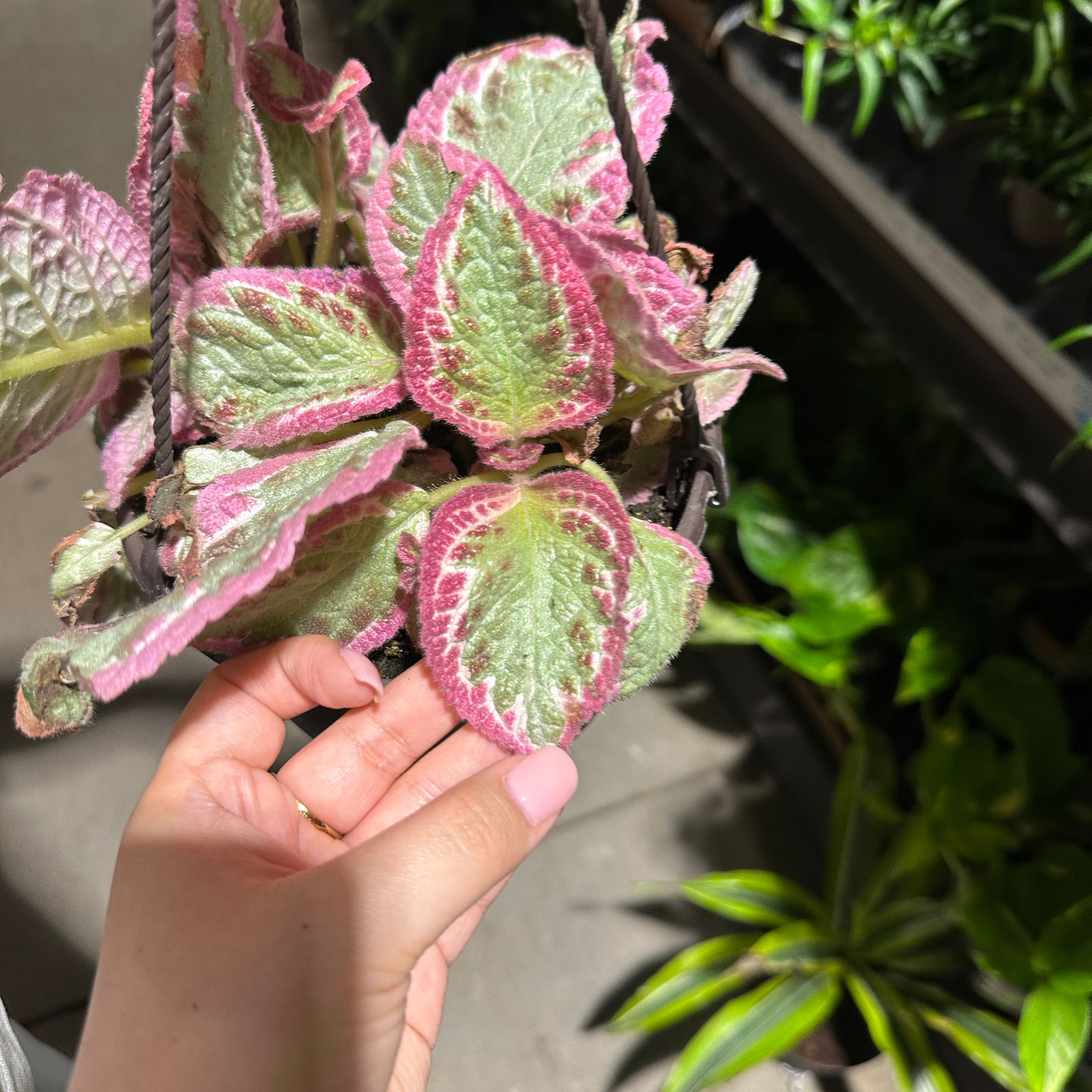Leaf Erickson