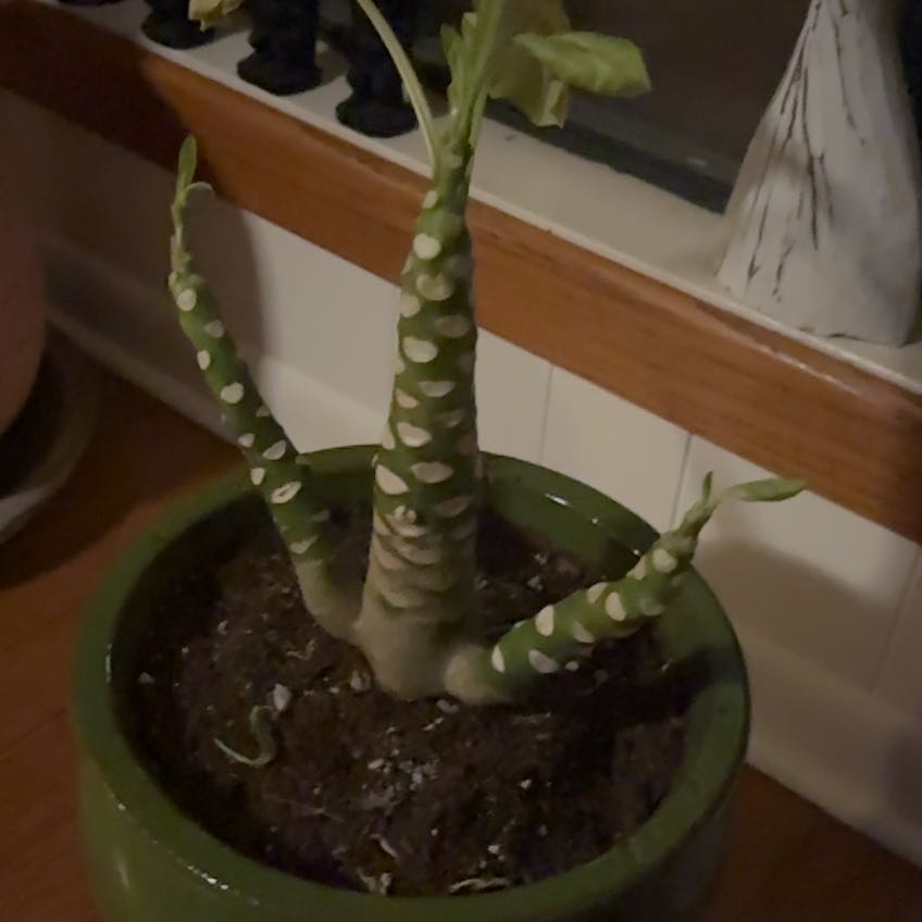 Photo of the plant species Hawaiian Palm by @GallantSmellfox named Bruce Lee on Greg, the plant care app