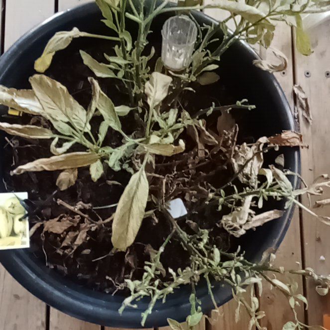 Photo of the plant species Pepino Melon by @FreshCoconut47 named Austen on Greg, the plant care app