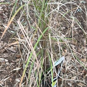 Photo of the plant species Kangaroo Grass by @SweetIcecaps60 named Kendall on Greg, the plant care app