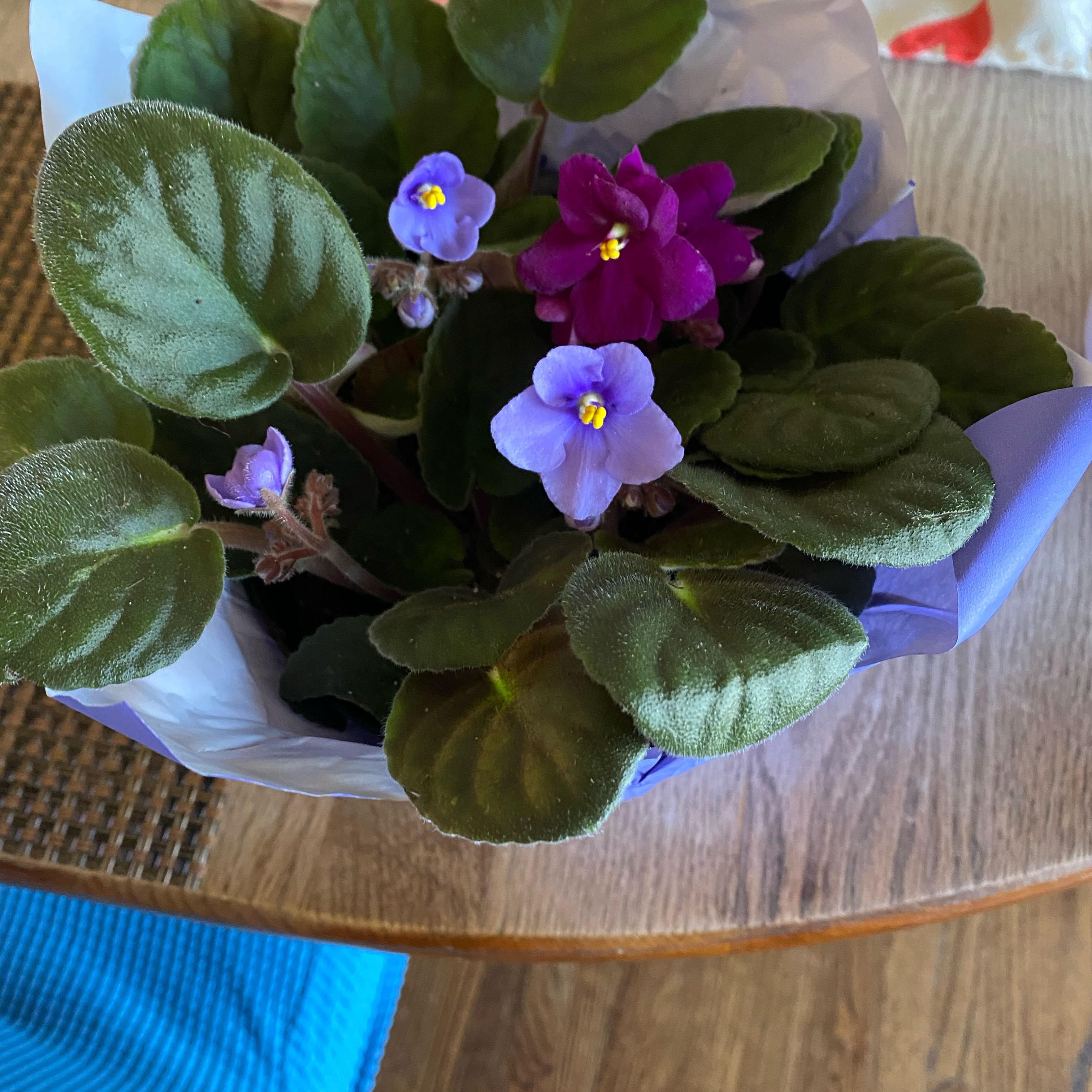 Kenyan Violet plant with dark green leaves and purple and pink flowers.