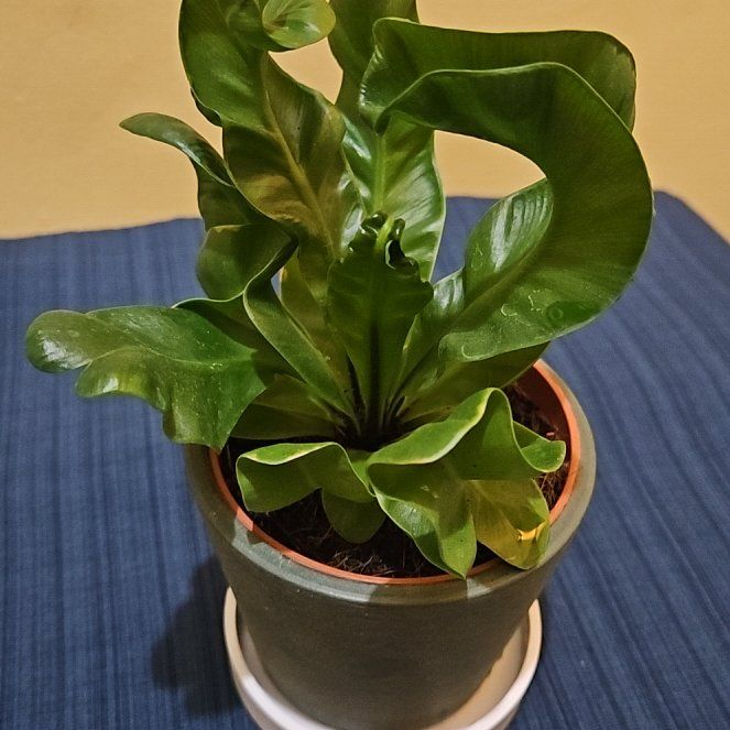 Photo of the plant species Cobra Fern by @PleaseDontDie4 named Jargaret on Greg, the plant care app