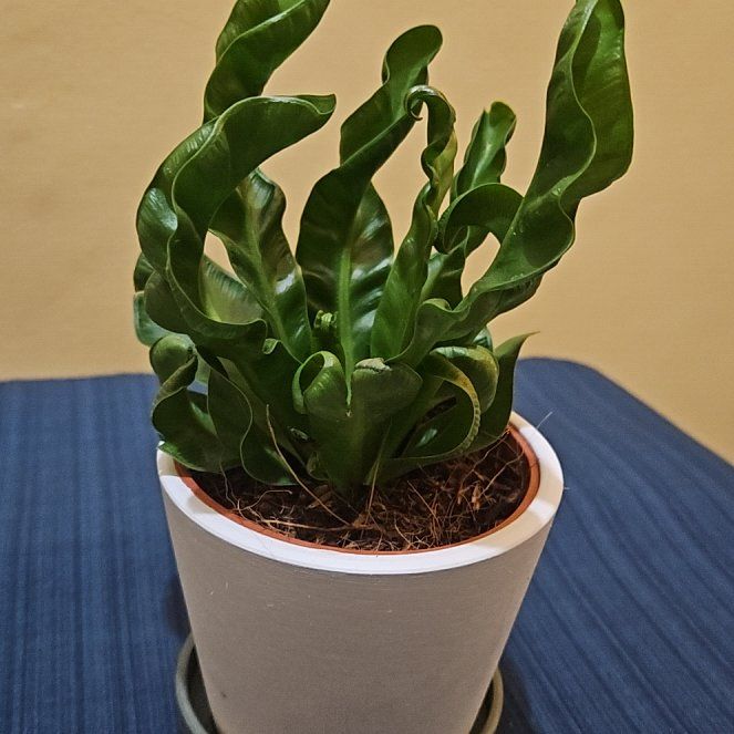 Photo of the plant species Cobra Fern by @PleaseDontDie4 named Jachary on Greg, the plant care app