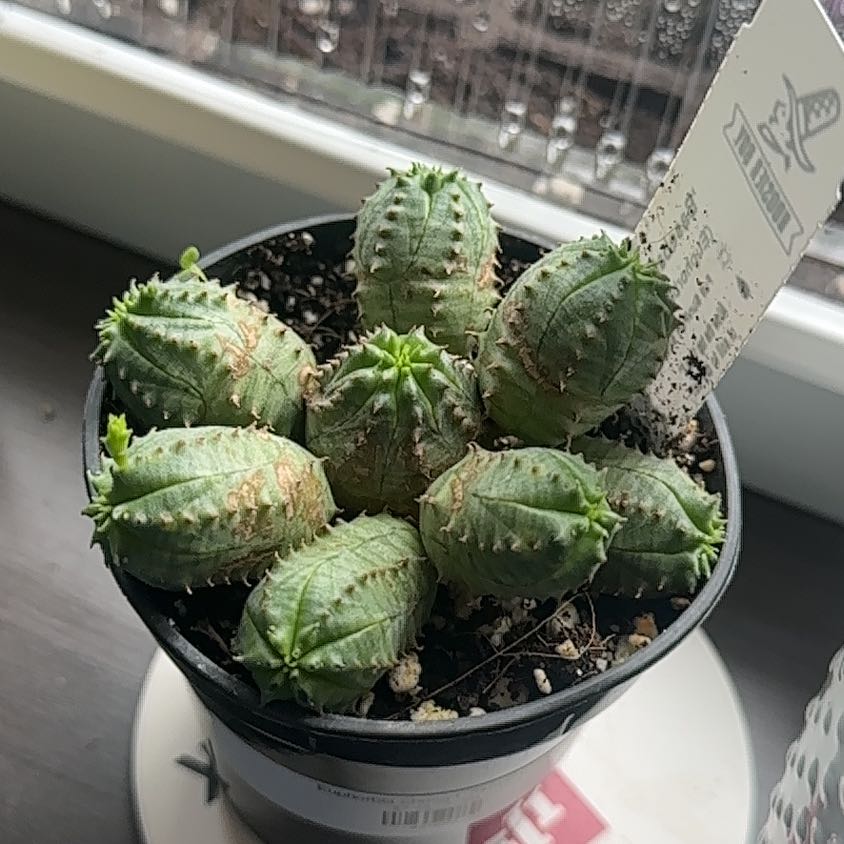 Photo of the plant species Baseball Plant by @Kaycorine named GG on Greg, the plant care app