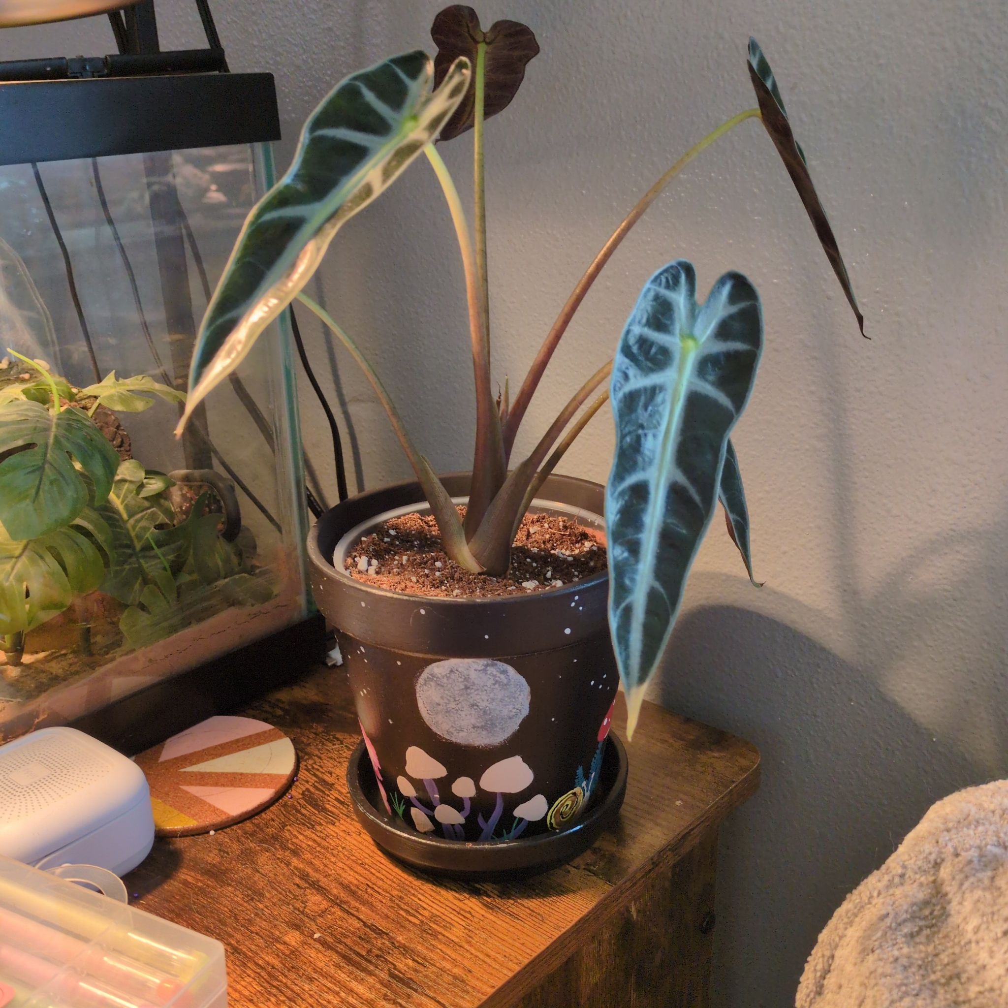 Photo of the plant species Amazonian Elephant's Ear by @SilkyYerbasanta named Bam Bam on Greg, the plant care app