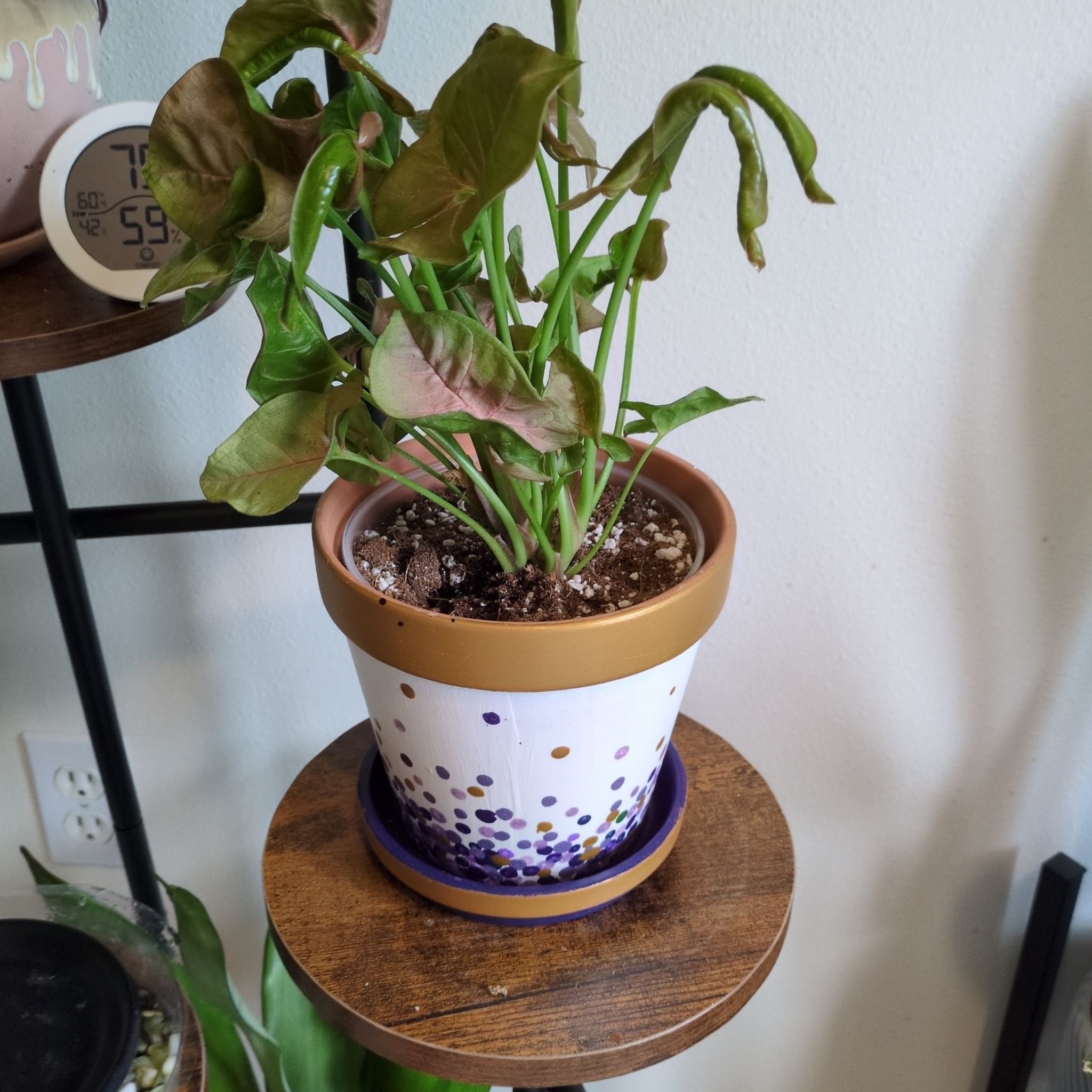 Photo of the plant species Pink Perfection Arrowhead Plant by @SilkyYerbasanta named Diana on Greg, the plant care app
