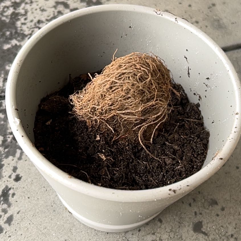 Photo of the plant species Strawberry by @LoyalMira44 named Shakira on Greg, the plant care app