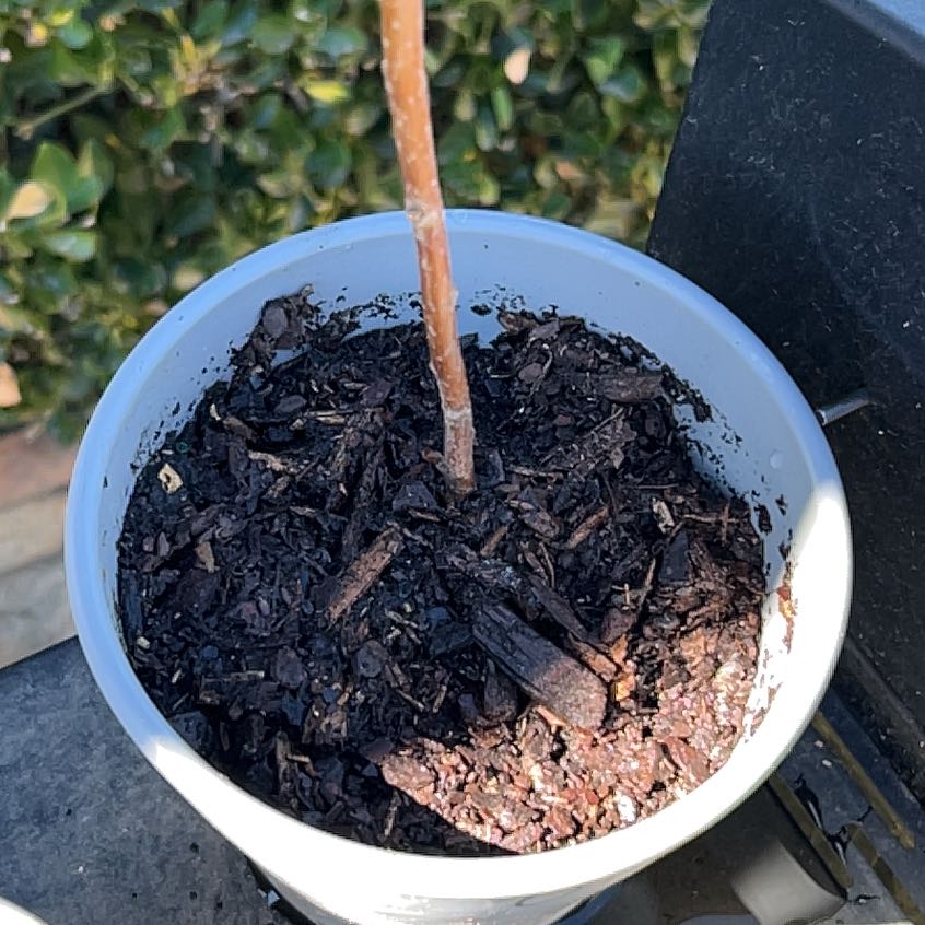 Photo of the plant species Black Raspberry by @LoyalMira44 named Nithin on Greg, the plant care app