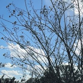 Photo of the plant species Tree Morning Glory by @ShinyMeyerlemon named Huckleberry Fern on Greg, the plant care app