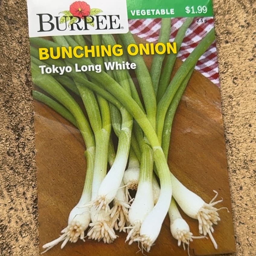 Photo of the plant species Tokyo Long White Bunching Onion by @LordBowerwattle named Green onion on Greg, the plant care app