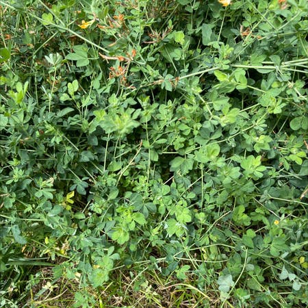 Photo of the plant species Common Bird's-Foot-Trefoil by Devon named Your plant on Greg, the plant care app
