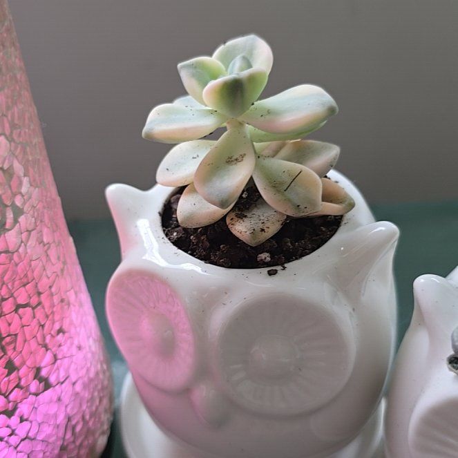 Photo of the plant species Apricot Beauty by @RhapsodicNeslia named Aphrodite on Greg, the plant care app