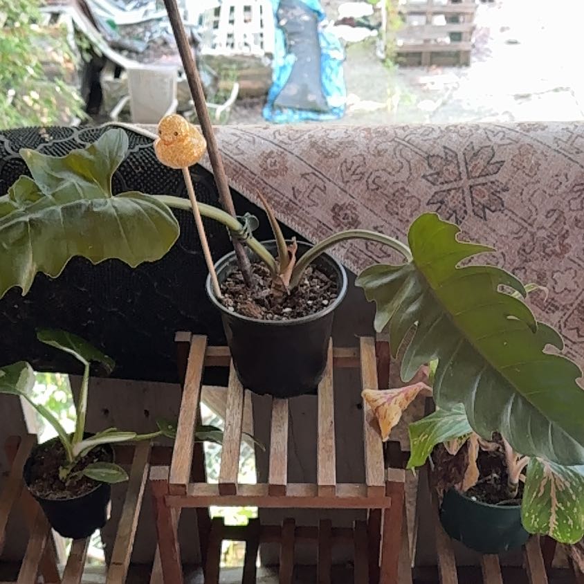 Photo of the plant species philodendron chocolate empress by Annie named Marshmallow on Greg, the plant care app