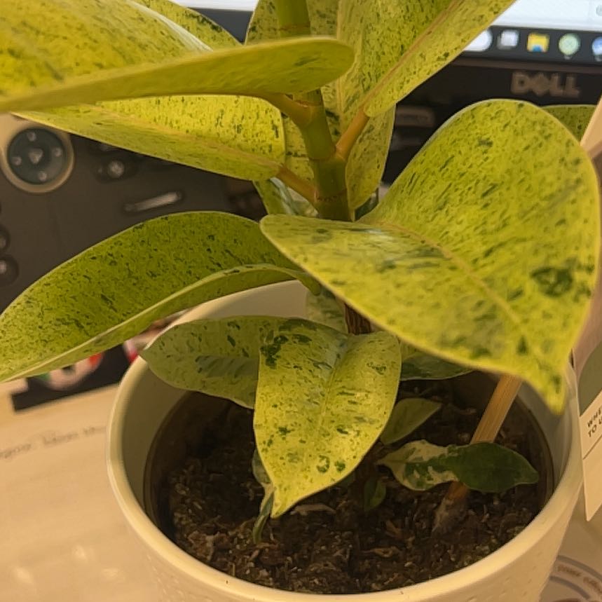 Photo of the plant species Ficus elastica by Regina named Ficus elástica on Greg, the plant care app