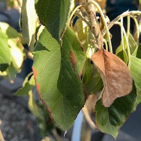 Photo of the plant species Apple by @NewbieADP named Anna on Greg, the plant care app