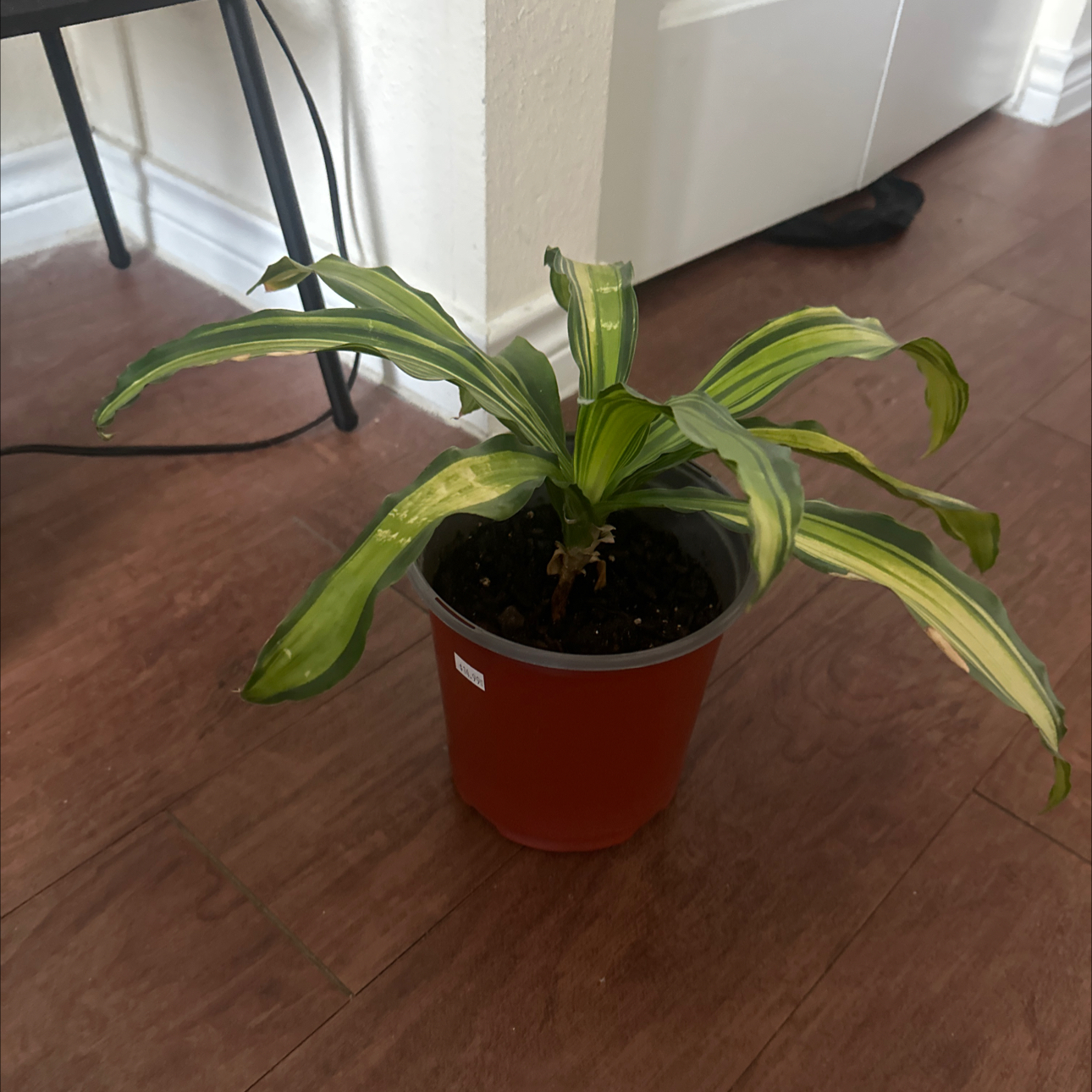 Photo of the plant species Happy Plant by @MarkedMystax named ziggi on Greg, the plant care app