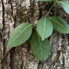 Photo of the plant species Fortune's Spindle by @SteadyOnion named Rainier on Greg, the plant care app