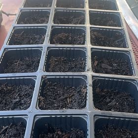 Photo of the plant species Mesclun Greens by @Sailoreclipse named Shakira on Greg, the plant care app